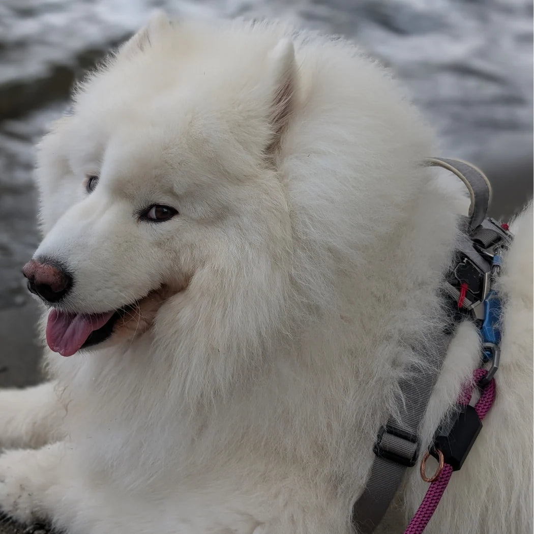 Guinzaglio magnetico per cani - Aggancio e sgancio con una sola mano
