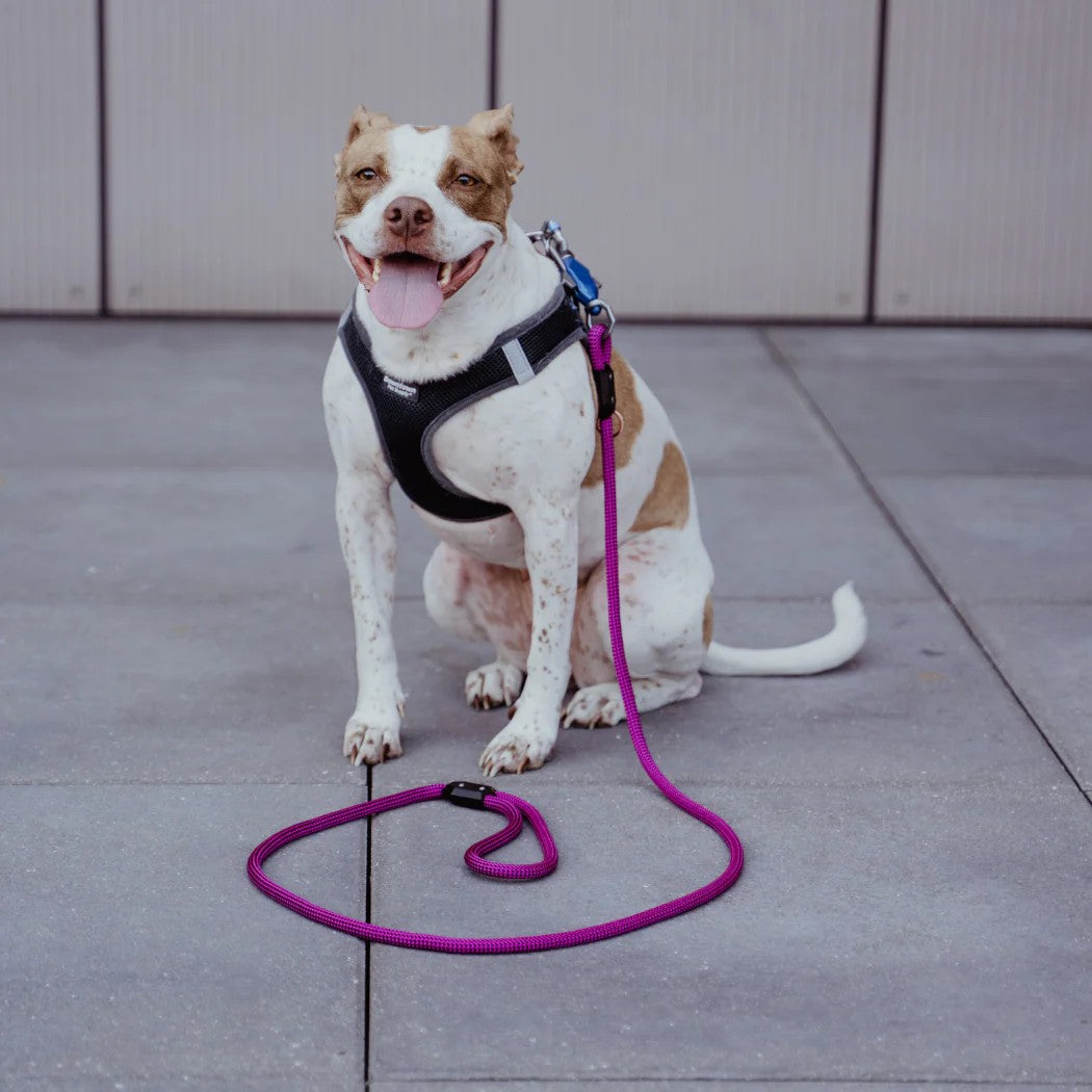 Guinzaglio magnetico per cani - Aggancio e sgancio con una sola mano